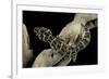 Teratolepis Fasciata (Carrot-Tailed Viper Gecko)-Paul Starosta-Framed Photographic Print