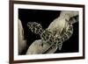 Teratolepis Fasciata (Carrot-Tailed Viper Gecko)-Paul Starosta-Framed Photographic Print