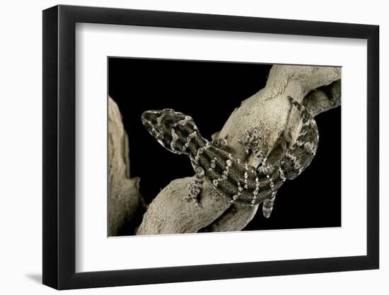 Teratolepis Fasciata (Carrot-Tailed Viper Gecko)-Paul Starosta-Framed Photographic Print