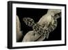 Teratolepis Fasciata (Carrot-Tailed Viper Gecko)-Paul Starosta-Framed Photographic Print