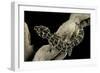 Teratolepis Fasciata (Carrot-Tailed Viper Gecko)-Paul Starosta-Framed Photographic Print