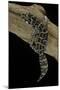 Teratolepis Fasciata (Carrot-Tailed Viper Gecko)-Paul Starosta-Mounted Photographic Print