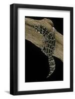 Teratolepis Fasciata (Carrot-Tailed Viper Gecko)-Paul Starosta-Framed Photographic Print