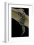 Teratolepis Fasciata (Carrot-Tailed Viper Gecko)-Paul Starosta-Framed Photographic Print