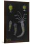 Terebella: Marine Worm-Philip Henry Gosse-Framed Giclee Print