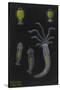 Terebella: Marine Worm-Philip Henry Gosse-Stretched Canvas