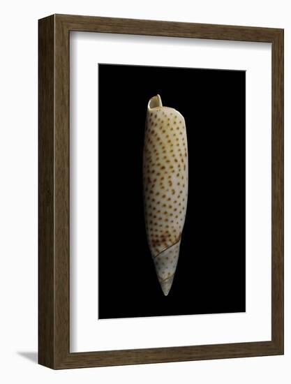 Terebellum Terebellum Punctulorum-Paul Starosta-Framed Photographic Print