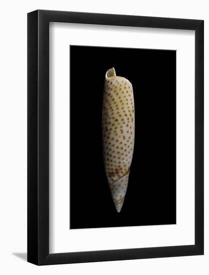 Terebellum Terebellum Punctulorum-Paul Starosta-Framed Photographic Print