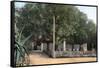 Terebinth Tree, Hammam Meskoutine, Algeria-null-Framed Stretched Canvas