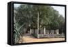 Terebinth Tree, Hammam Meskoutine, Algeria-null-Framed Stretched Canvas