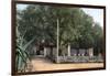 Terebinth Tree, Hammam Meskoutine, Algeria-null-Framed Giclee Print