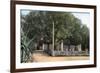 Terebinth Tree, Hammam Meskoutine, Algeria-null-Framed Giclee Print