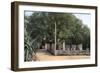 Terebinth Tree, Hammam Meskoutine, Algeria-null-Framed Giclee Print