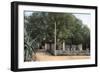 Terebinth Tree, Hammam Meskoutine, Algeria-null-Framed Giclee Print