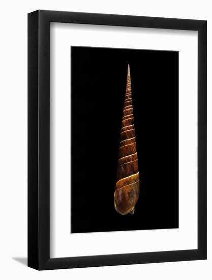 Terebra Dimidiata-Paul Starosta-Framed Photographic Print