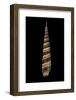 Terebra Duplicata-Paul Starosta-Framed Photographic Print