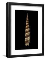 Terebra Duplicata-Paul Starosta-Framed Photographic Print