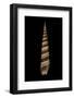 Terebra Duplicata-Paul Starosta-Framed Photographic Print