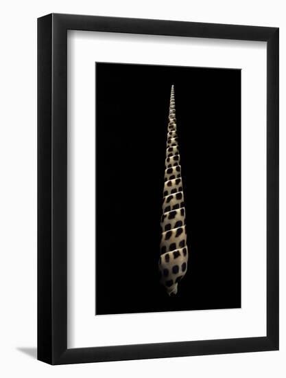 Terebra Subulata-Paul Starosta-Framed Photographic Print