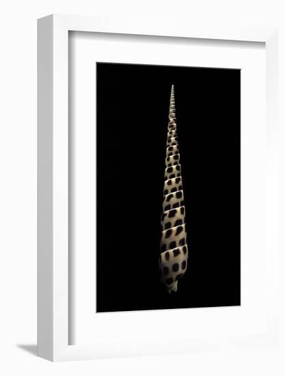 Terebra Subulata-Paul Starosta-Framed Photographic Print