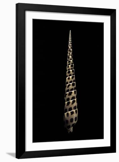 Terebra Subulata-Paul Starosta-Framed Photographic Print