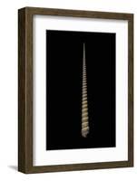 Terebra Triseriata-Paul Starosta-Framed Photographic Print