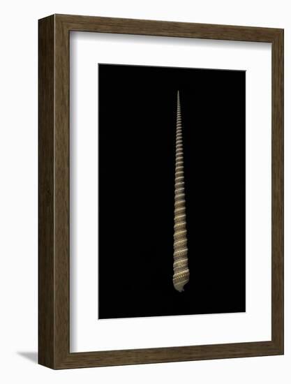 Terebra Triseriata-Paul Starosta-Framed Photographic Print