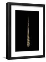 Terebra Triseriata-Paul Starosta-Framed Photographic Print