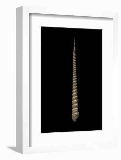 Terebra Triseriata-Paul Starosta-Framed Photographic Print