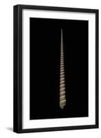 Terebra Triseriata-Paul Starosta-Framed Photographic Print