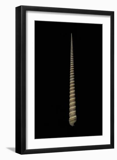 Terebra Triseriata-Paul Starosta-Framed Photographic Print