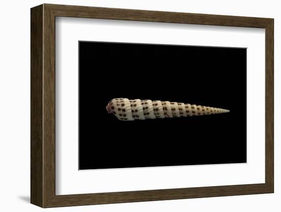 Terebra Waikikiensis-Paul Starosta-Framed Photographic Print