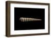 Terebra Waikikiensis-Paul Starosta-Framed Photographic Print