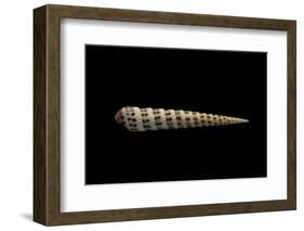 Terebra Waikikiensis-Paul Starosta-Framed Photographic Print