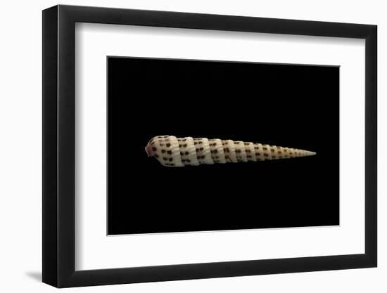 Terebra Waikikiensis-Paul Starosta-Framed Photographic Print