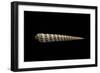 Terebra Waikikiensis-Paul Starosta-Framed Photographic Print