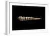 Terebra Waikikiensis-Paul Starosta-Framed Photographic Print