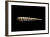 Terebra Waikikiensis-Paul Starosta-Framed Photographic Print