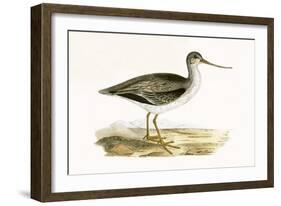 Terek Godwit,  from 'A History of the Birds of Europe Not Observed in the British Isles'-English-Framed Giclee Print