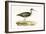 Terek Godwit,  from 'A History of the Birds of Europe Not Observed in the British Isles'-English-Framed Giclee Print