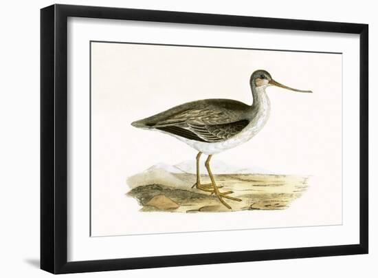 Terek Godwit,  from 'A History of the Birds of Europe Not Observed in the British Isles'-English-Framed Giclee Print