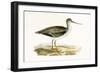 Terek Godwit,  from 'A History of the Birds of Europe Not Observed in the British Isles'-English-Framed Giclee Print