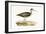 Terek Godwit,  from 'A History of the Birds of Europe Not Observed in the British Isles'-English-Framed Giclee Print
