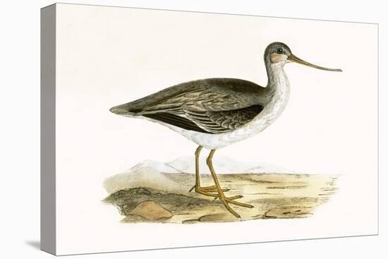 Terek Godwit,  from 'A History of the Birds of Europe Not Observed in the British Isles'-English-Stretched Canvas