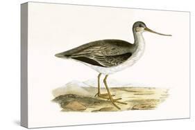 Terek Godwit,  from 'A History of the Birds of Europe Not Observed in the British Isles'-English-Stretched Canvas