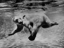 Polar Bear Swimming Underwater at London Zoo-Terence Spencer-Framed Photographic Print