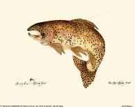 Brown Trout-Teri Renee Blehm-Laminated Art Print