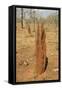 Termite Hills in Gregory National Park, Northern Territory, Australia, Pacific-Tony Waltham-Framed Stretched Canvas