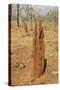 Termite Hills in Gregory National Park, Northern Territory, Australia, Pacific-Tony Waltham-Stretched Canvas