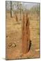 Termite Hills in Gregory National Park, Northern Territory, Australia, Pacific-Tony Waltham-Mounted Photographic Print